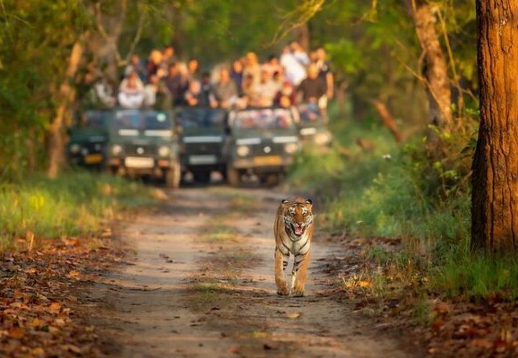 Chitwan National Park Nepal